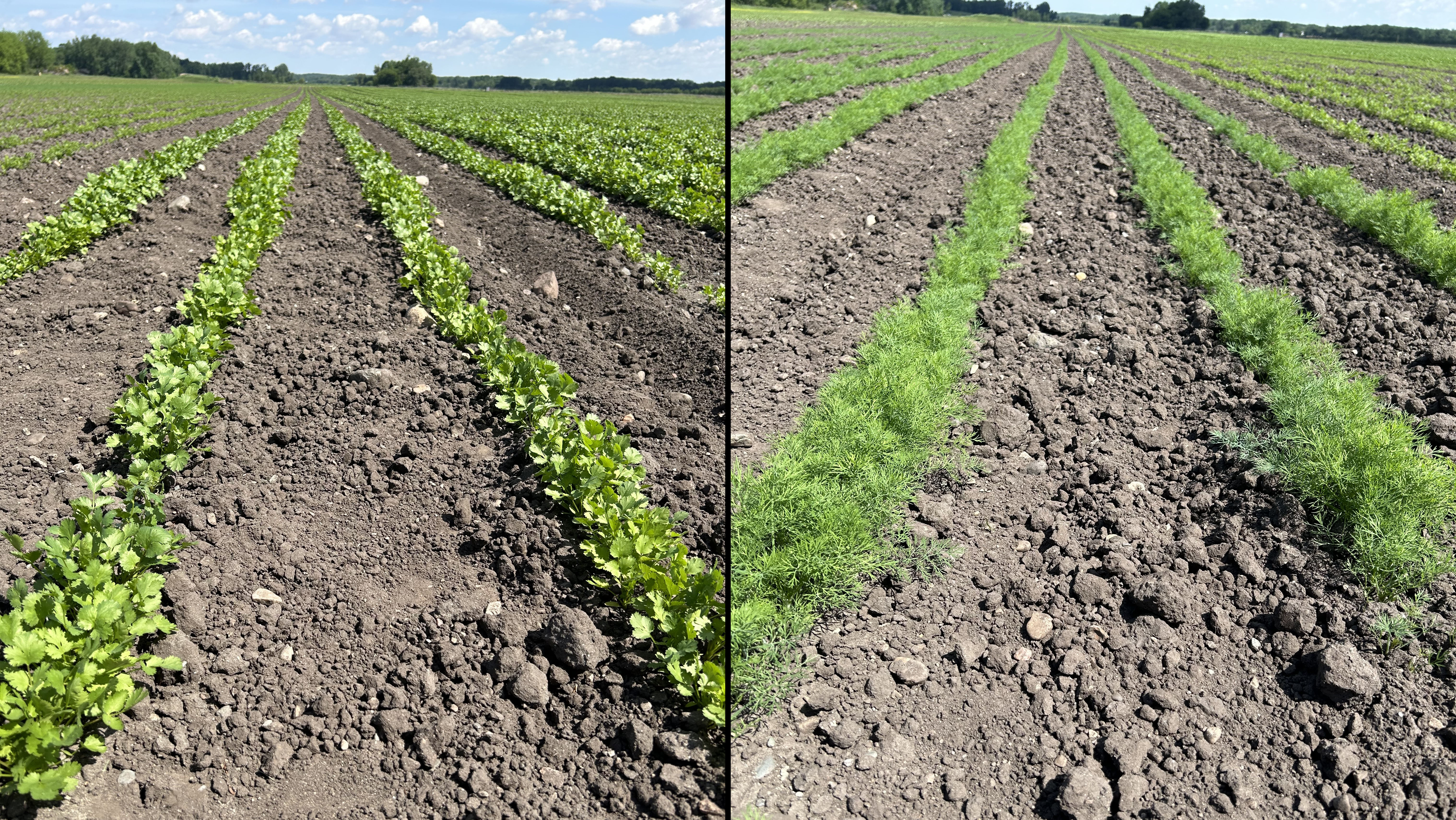 Cilantro and dill growing in a field.